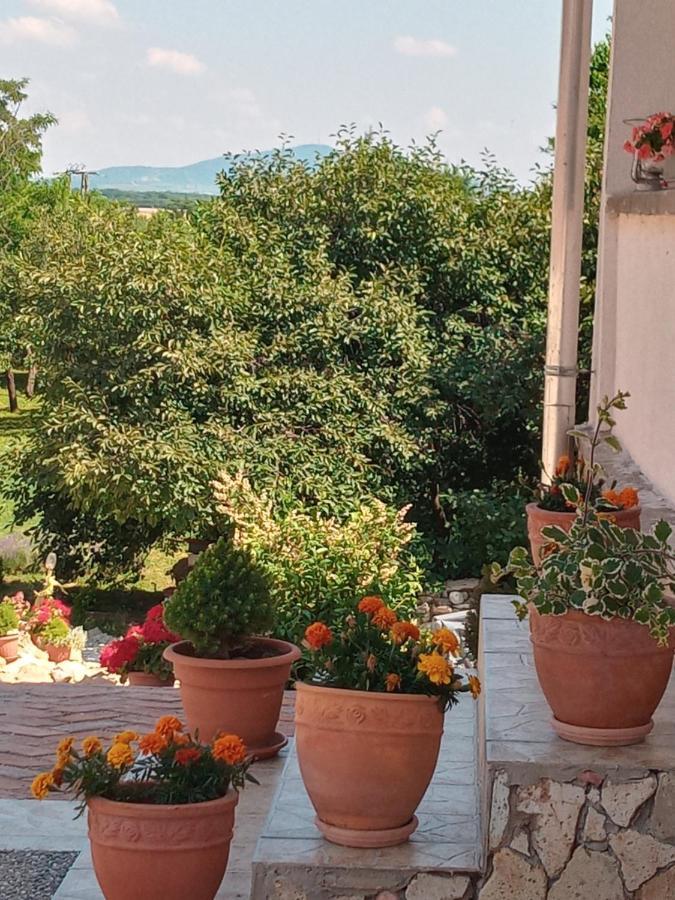 סרנץ' Tokaj Hill Panorama Guesthouse מראה חיצוני תמונה