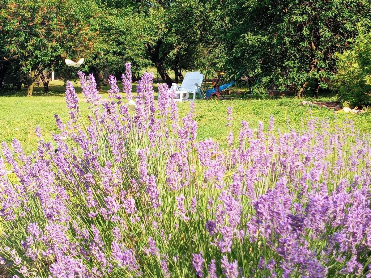 סרנץ' Tokaj Hill Panorama Guesthouse מראה חיצוני תמונה