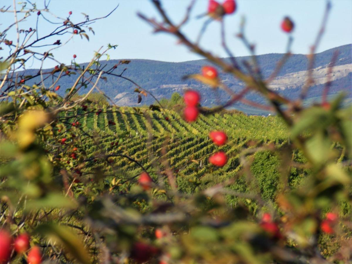 סרנץ' Tokaj Hill Panorama Guesthouse מראה חיצוני תמונה