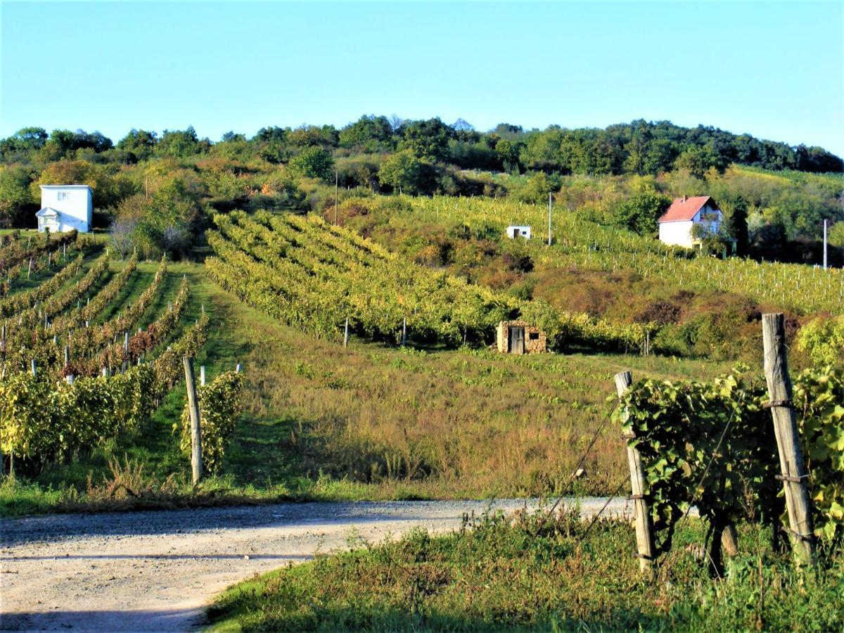 סרנץ' Tokaj Hill Panorama Guesthouse מראה חיצוני תמונה